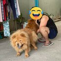 Purebred Chow chow pups x 9 pups-2