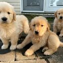 Healthy Golden Retriever Puppies-0