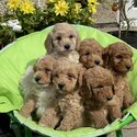 Ready Now Beautiful Springerpoo Pedigree Puppies Available-0