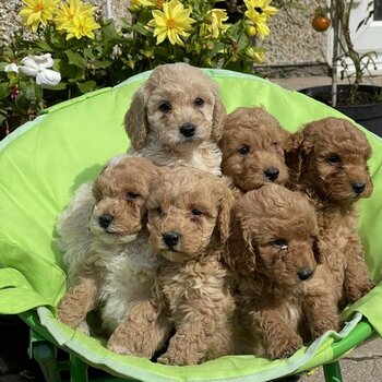 Ready Now Beautiful Springerpoo Pedigree Puppies Available