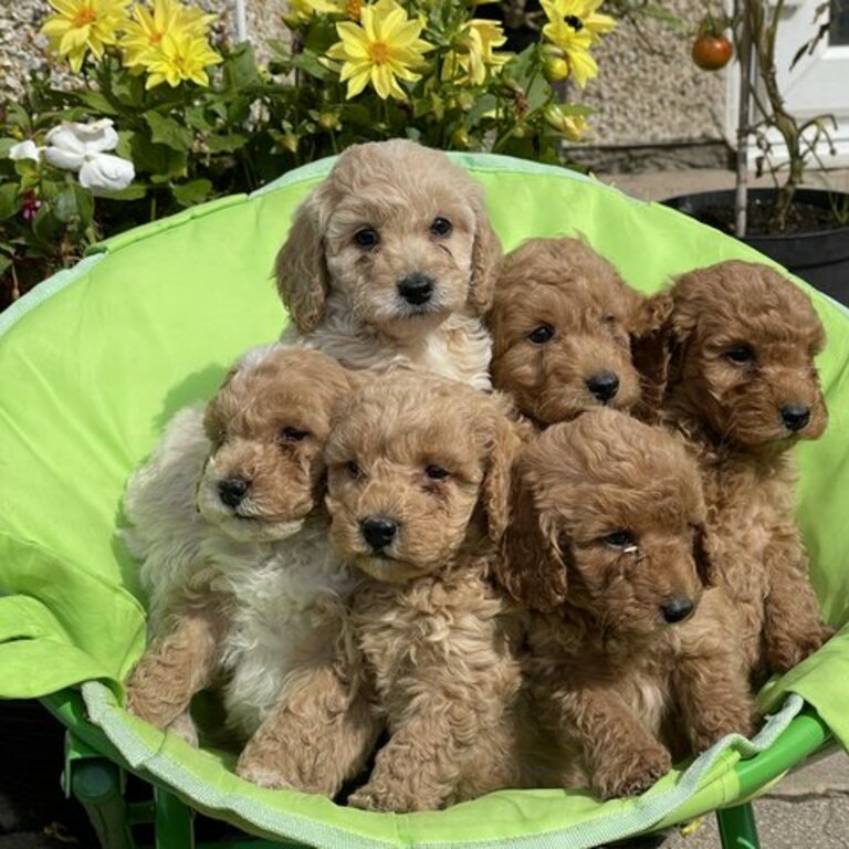 Ready Now Beautiful Springerpoo Pedigree Puppies Available