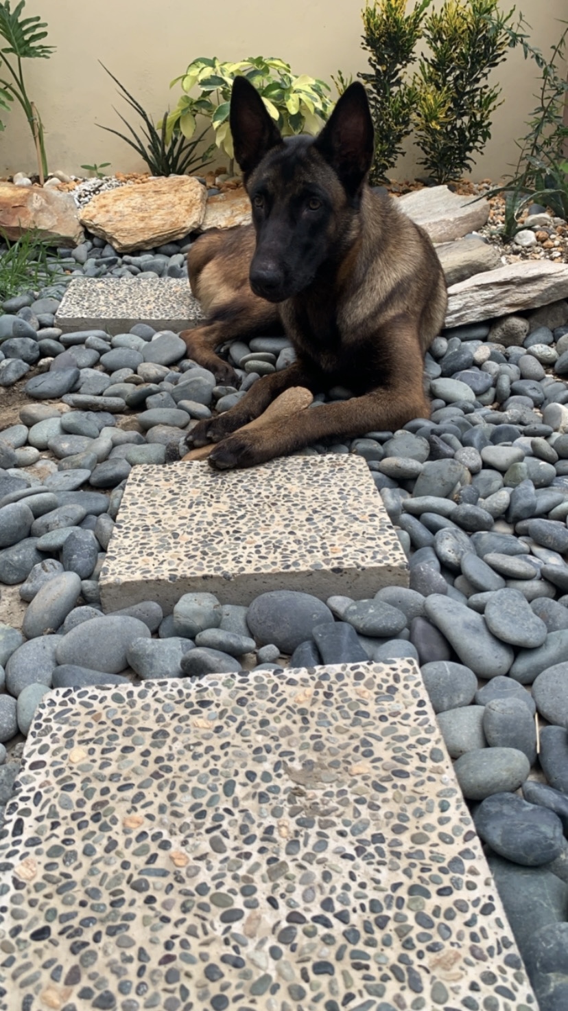 Belgian Malinois