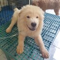 Chow chow - 5 months old - Fully vaccinated by a licensed VET with Anti-rabies shot ( 4x shot - 5in1-4