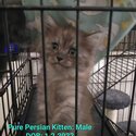 MALE PERSIAN KITTEN-1