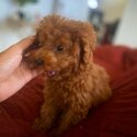  Both Toy and Teacup Poodle  puppies available for sale -2