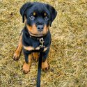 Rottweiler puppy available boy and girl-1