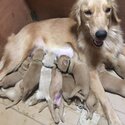 Golden Retriever Puppies-6