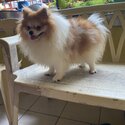 Male Pure Pomeranian from Thailand with papers-2