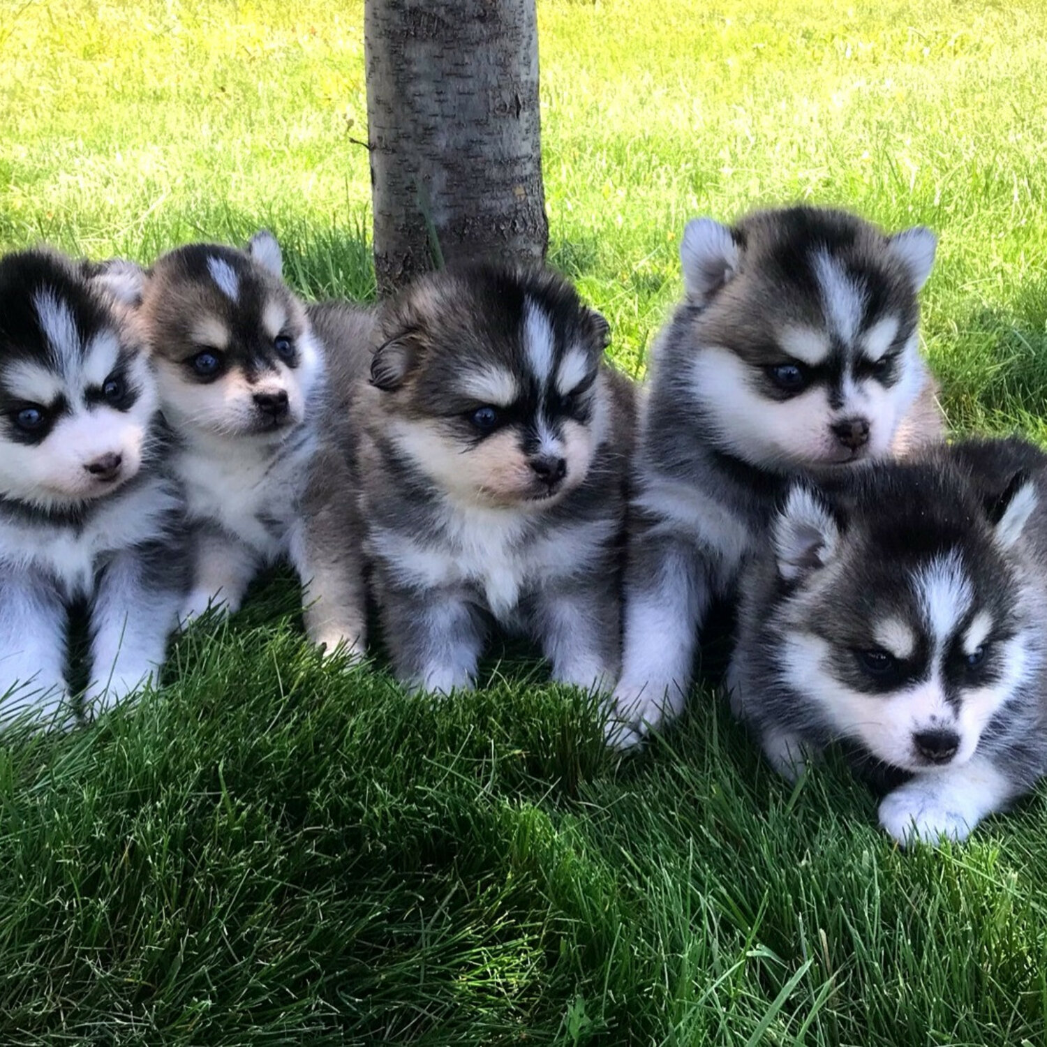 how much are pomsky puppies for sale