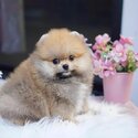 Mini Pomeranian Puppies For Sale-1