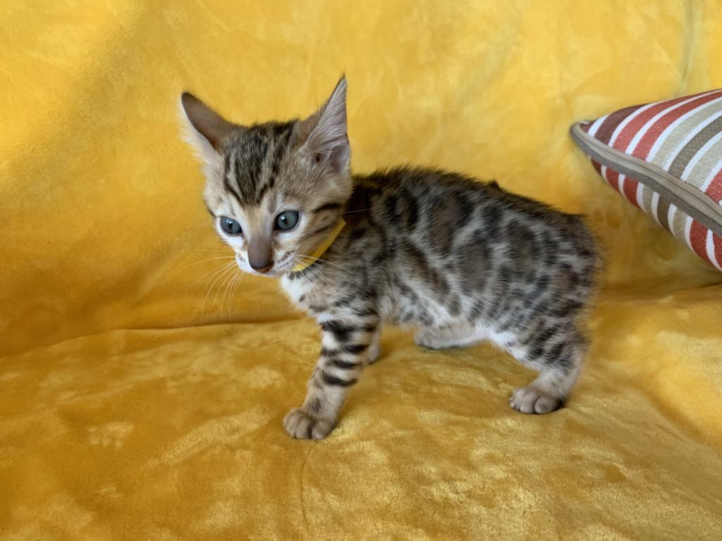 Bengal kittens for adoption.