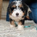 Bernedoodle puppy for sale male &amp; female -4