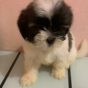 shih tzu-3