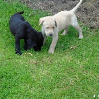 Stunning Kc Registered Labrador Puppies