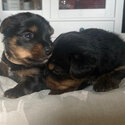 Yorkshire terrier boy and girls for adoption into new homes-2