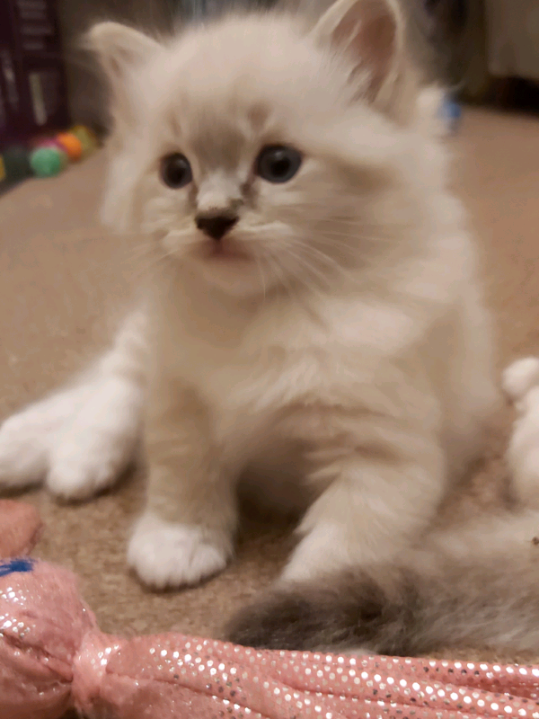 Amazing Ragdoll Kittens