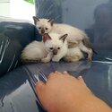 Pure Baby Siamese kittens-4