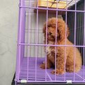 Toy Poodle Pure Breed (Male-10weeks)-3