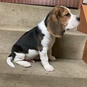 Beagle available.-0