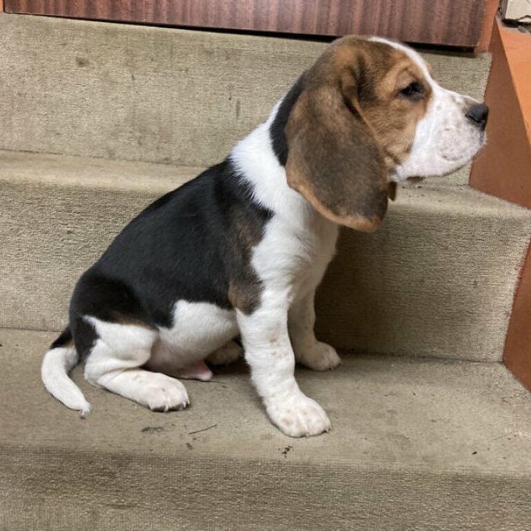 Beagle available.