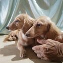 Mini Dachshund English Cream Long Hair Puppies Dogs for sale-2