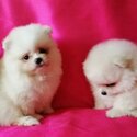 Pomeranian Puppies  whatsapp.( +63 909 238 4393)-4