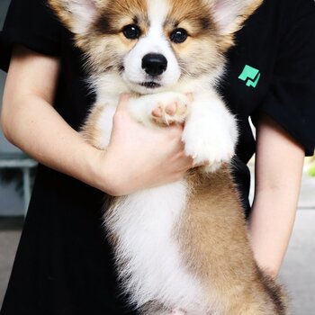 Pembroke Welsh Corgi