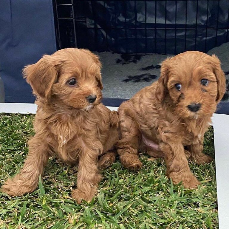 cavadoole Puppies ready For adoption