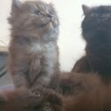 PURE PERSIAN KITTENS -4