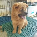 Chow chow - 5 months old - Fully vaccinated by a licensed VET with Anti-rabies shot ( 4x shot - 5in1-1