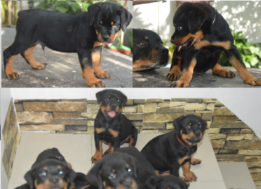 rottweiler puppies