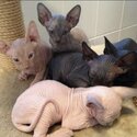 Sphynx Kittens-0