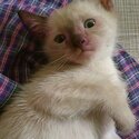 Purebreed Siamese Kittens-2