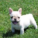   FRENCH BULLDOG PUPPY MALE &amp; FEMALE AVAILABLE -1