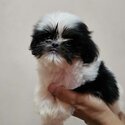 SHIH TZU MALE-2