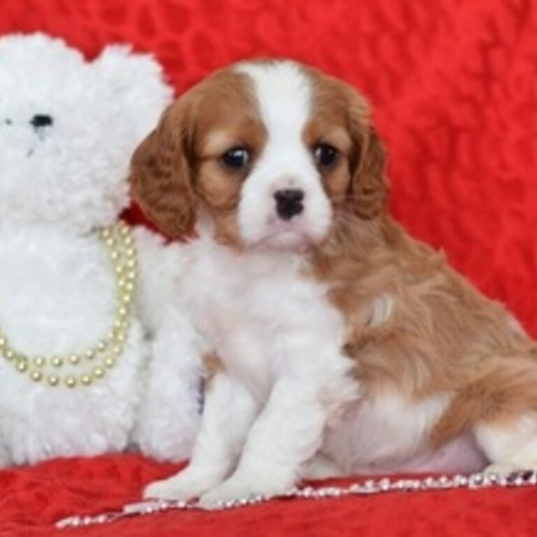 Cavalier King Puppies