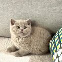 British Shorthair Kittens-2