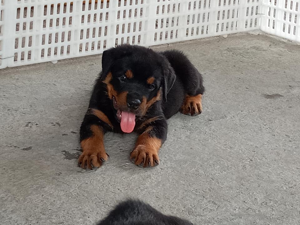 Cute Rottweiler puppies for sale or adoption 