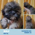 Shih Tzu Puppies-2