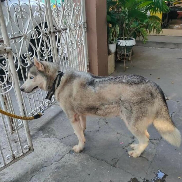 Adult Female Siberian husky