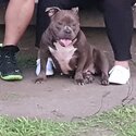 Female American Bully (Ready to breed)-2