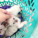 Pure Baby Siamese kittens-5