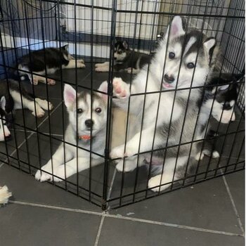 6 KC REG Stunning Siberian Husky Puppies.   