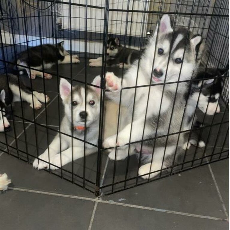 6 KC REG Stunning Siberian Husky Puppies.   