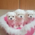 adorable maltese puppies for adoption-0