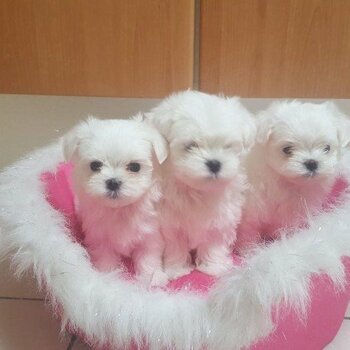 adorable maltese puppies for adoption