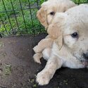 Golden retrivers puppies availible for adoption-3