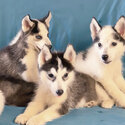 Purebred Siberian Husky-1