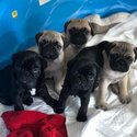 Healthy Pug Puppies -0