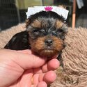 Yorkshire Terrier for sale-2